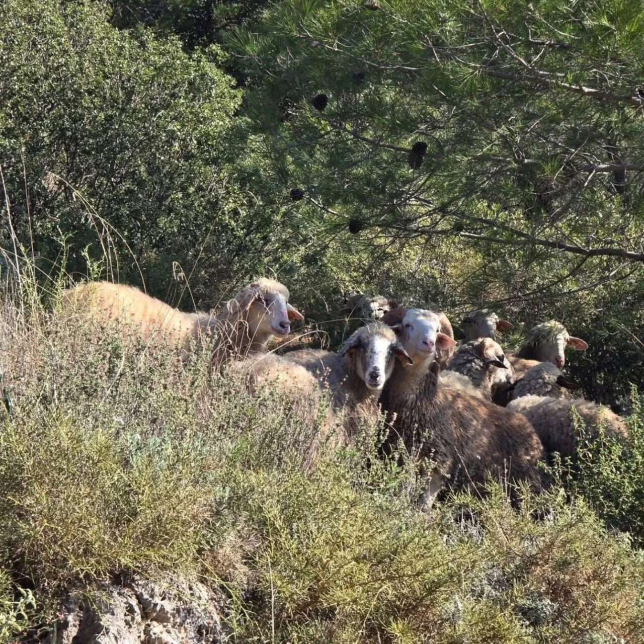 Muğla'da Kaybolan 20 Koyun Drone Destekli Arama ile Bulundu 1
